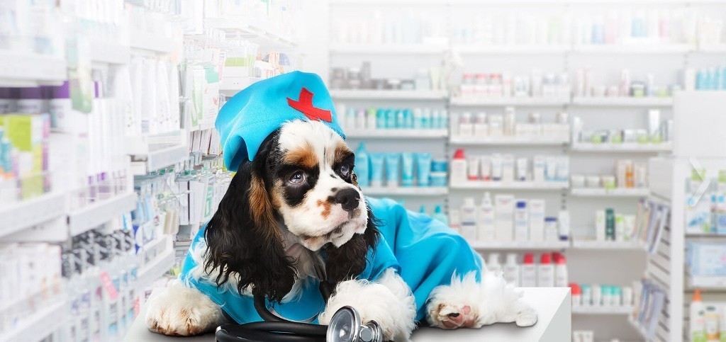Что такое ветеринарная аптека и почему туда следует обращаться