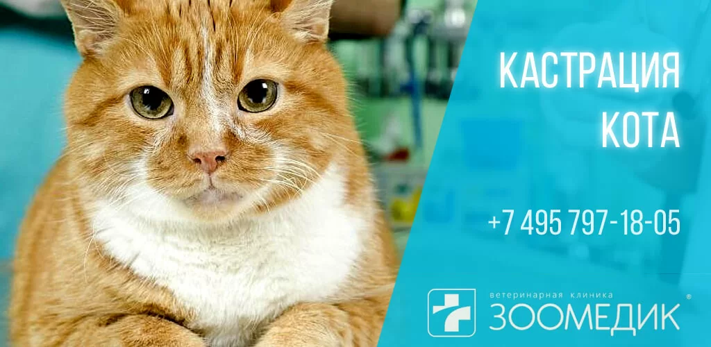 Груминг домашних животных в Нижнем Новгороде по выгодным ценам | Кот Матроскин