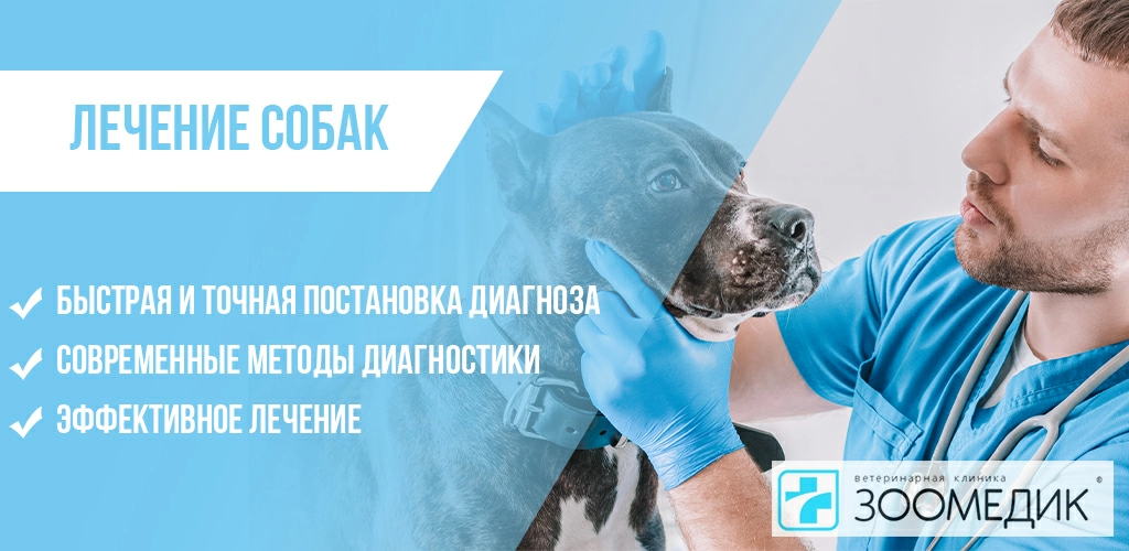 Лечение собак в Москве