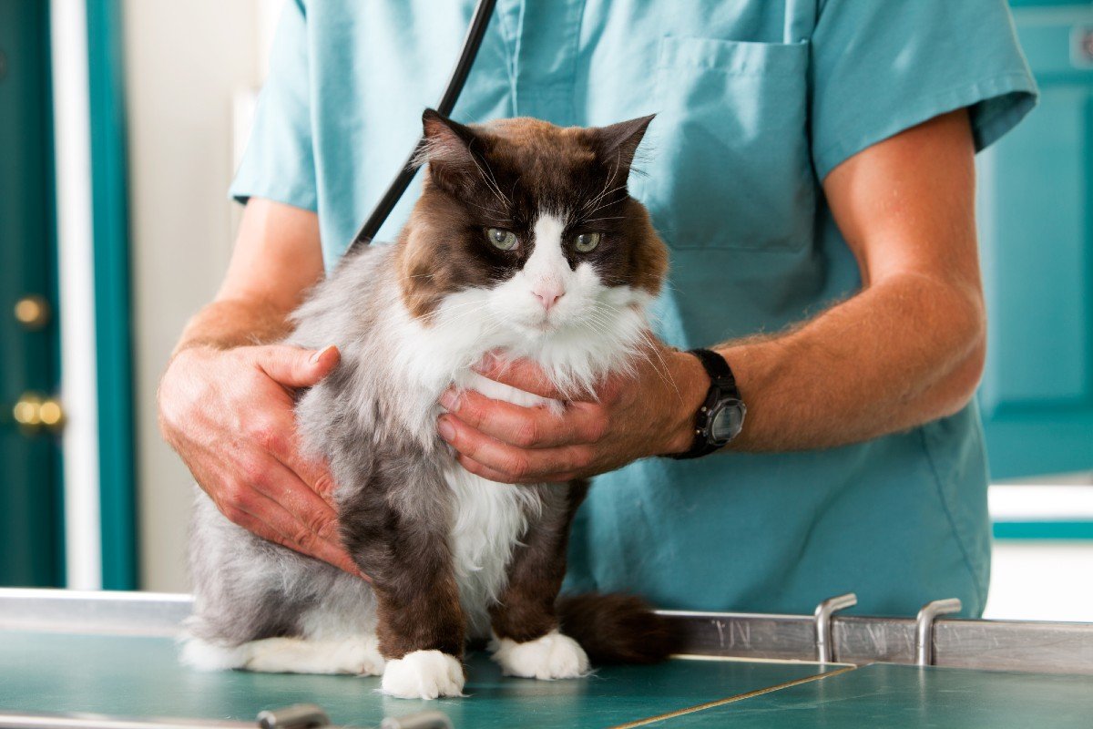Доклад по теме Коротко о мочекаменной болезни у кошек