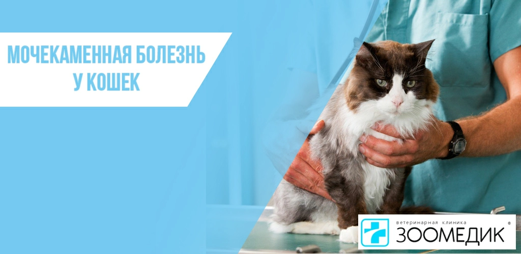 Мочекаменная болезнь у кошек: симптомы, профилактика, лечение, корм |  Зоомедик