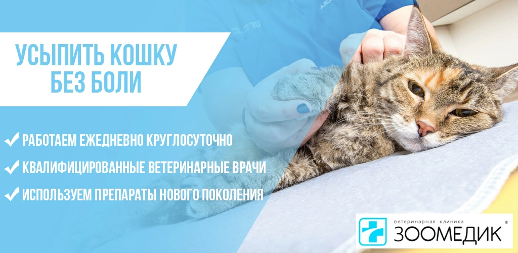 Усыпить кошку на дому в Москве без боли - от 1500 руб. | Зоомедик