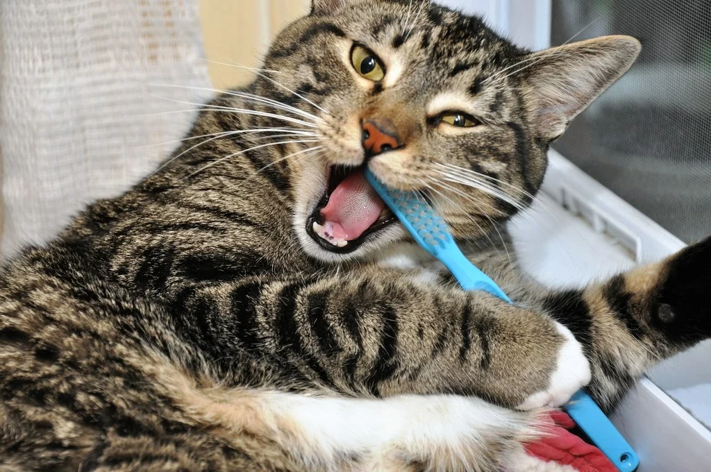 Правила и средства 🐈 чистки зубов для кошек