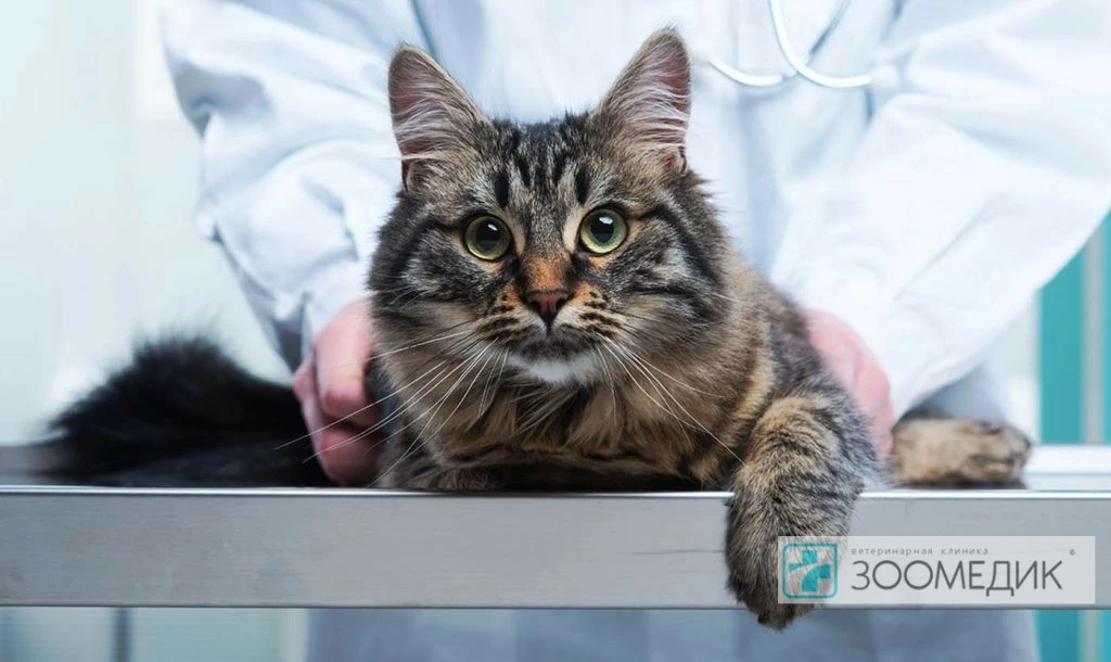Воспаление поджелудочной железы у кошек