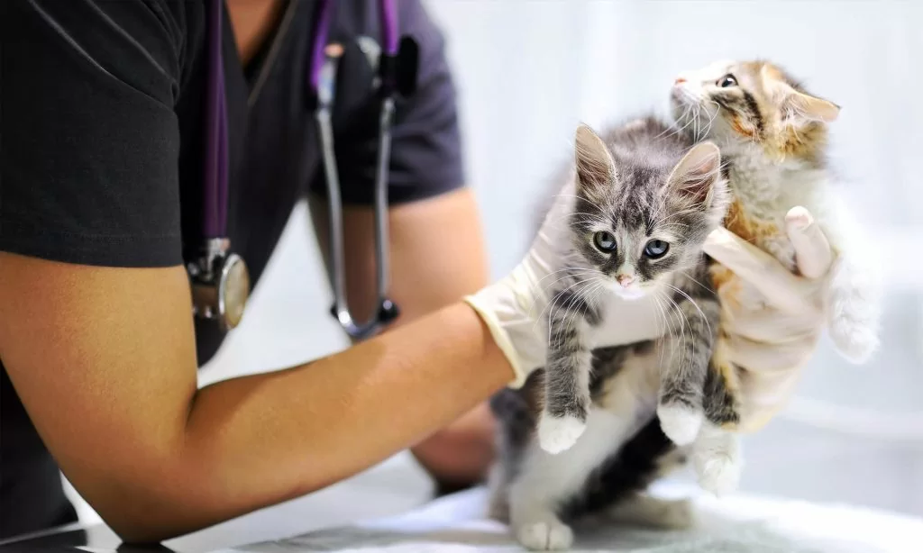 Глисты у котят - причины, симптомы, как вывести - Зоомедик