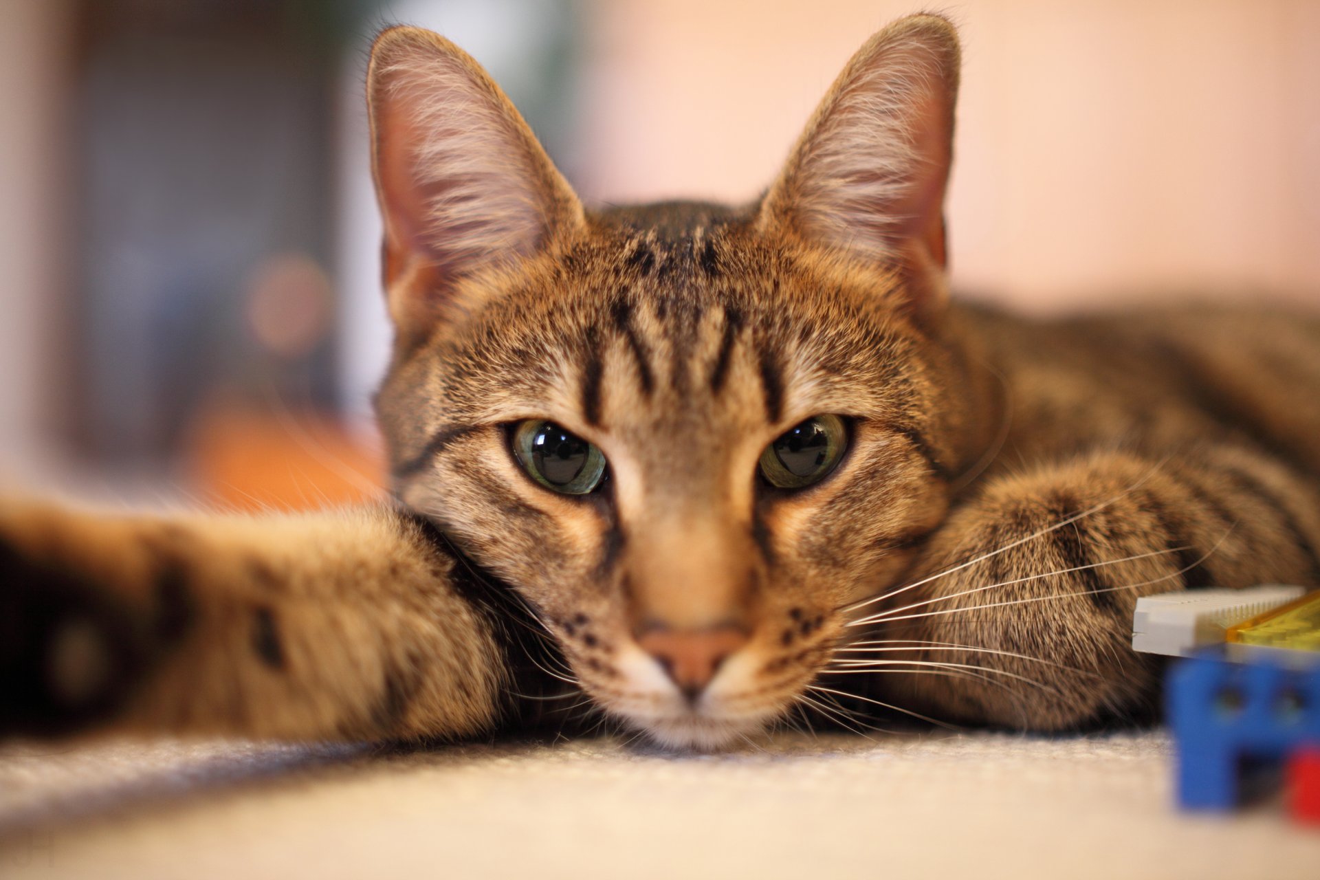 Дексаметазон для кошек- дозировка, инструкция, особенности | Зоомедик