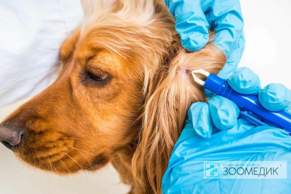 лечение пироплазмоза у собак