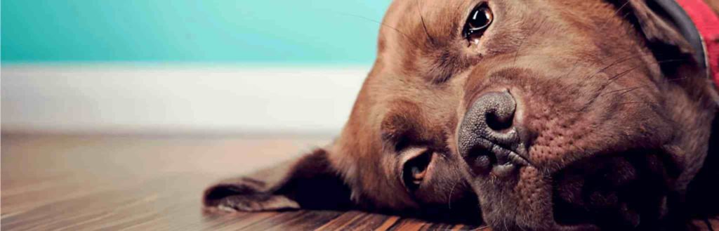 Инкубационный период пироплазмоза у собаки