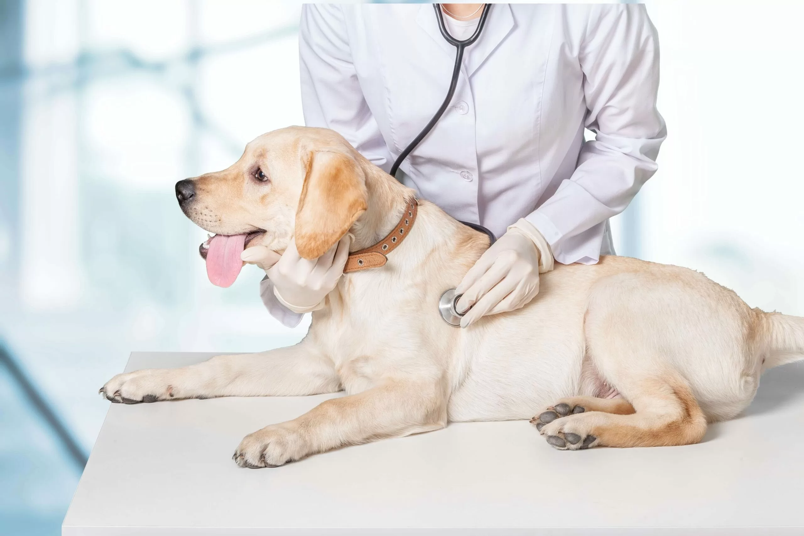 Ветеринарная терапия