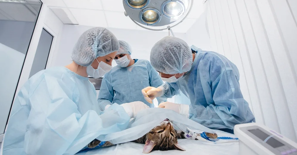 Хирургия кошек