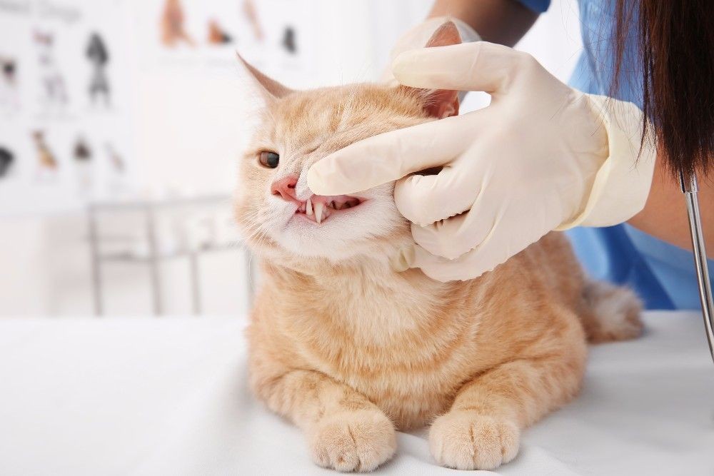 Санация зубов кошек