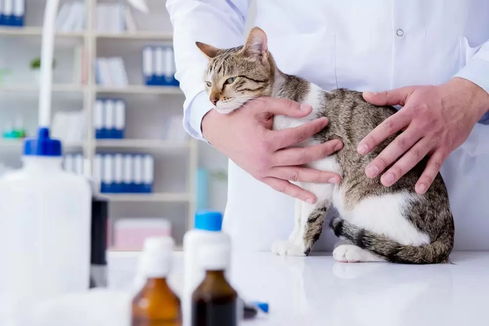 Отравление у кошек: симптомы, лечение, профилактика - Зоомедик