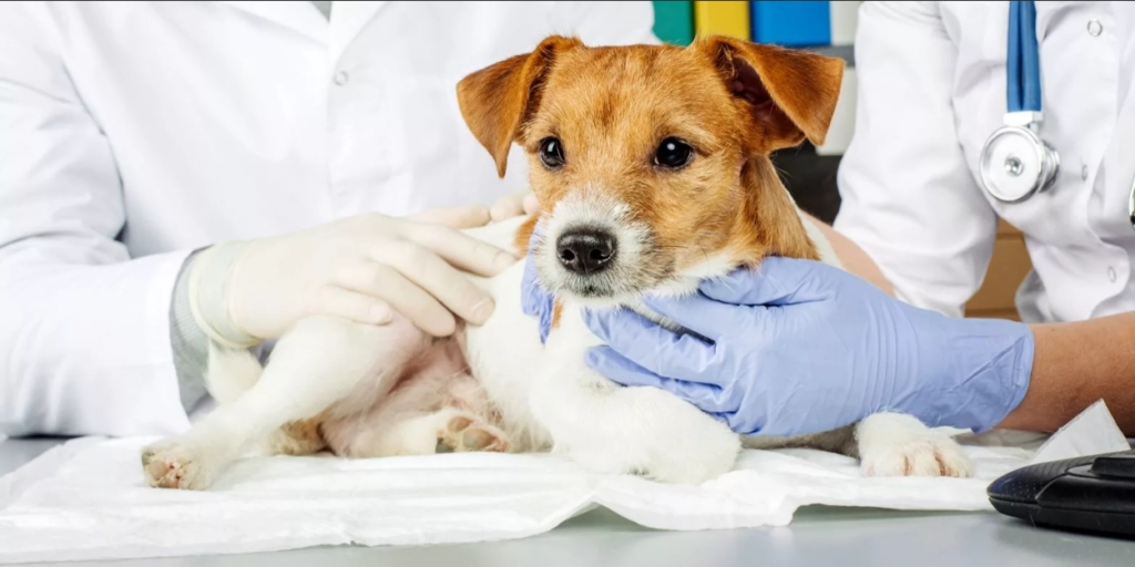 Дископатия у собак: симптомы и лечение - Прайд