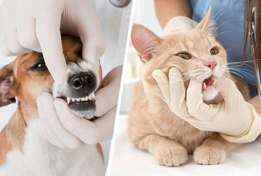 ветеринарная стоматология для кошек и собак