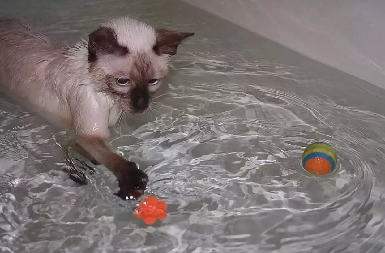 Можно ли котятам воду. Купание кошки. Коты купаются. Котенок купается. Котенок любит купаться.