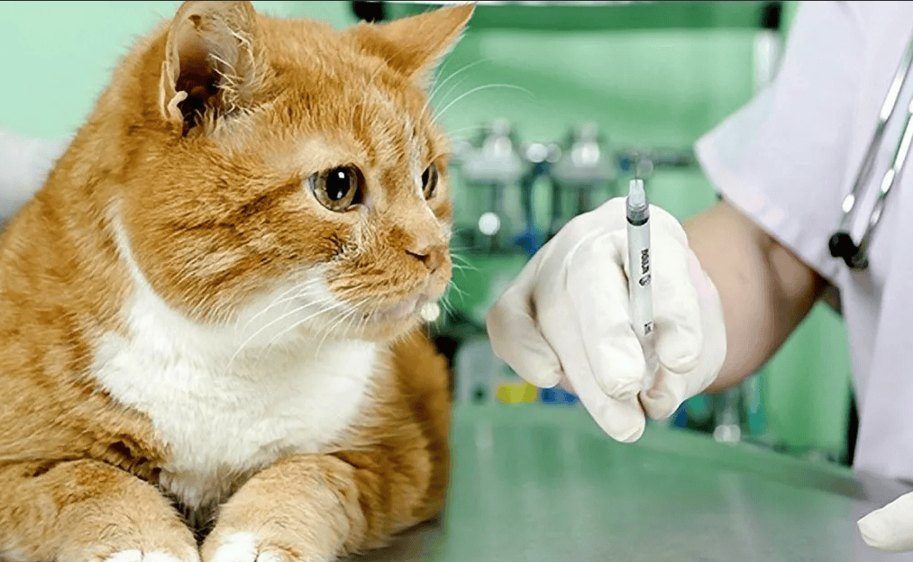 Вакцинация от бешенства собак и кошек