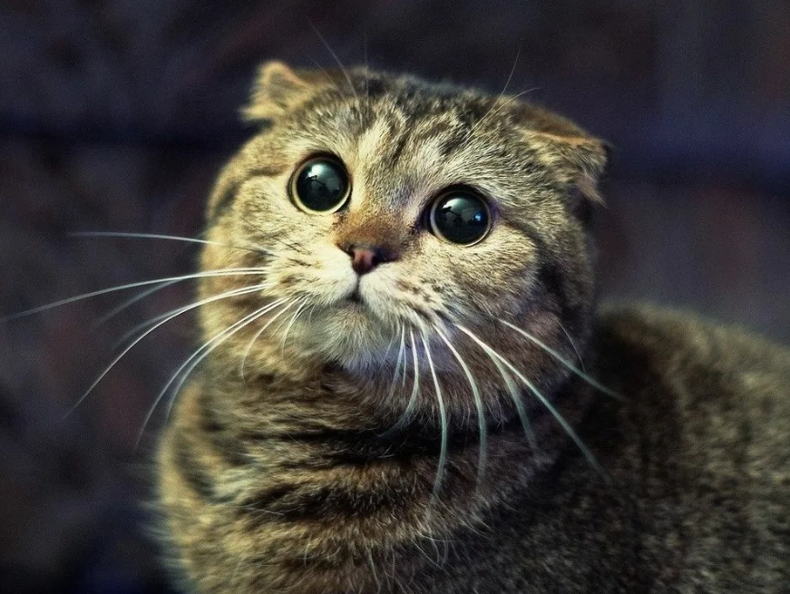 Пиометра у кошки: причины, симптомы, лечение